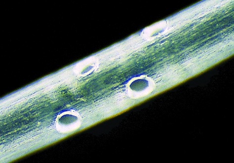 Microscopic view of a plant stem showing multiple circular holes, revealing texture and cellular structure, relevant for botanical studies.